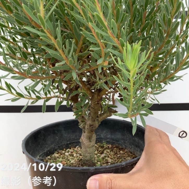 ◎MON◎です♪複数割引！ブルーベリー3 リューカデンドロン5 リンドウ2 リューカデンドロン デュリフ | 5号 - 株式会社陽春園植物場