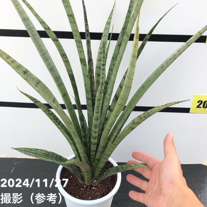 サンスベリア 5号 フルーレ｜観葉02-D2 | 観葉・多肉,サンセベリア