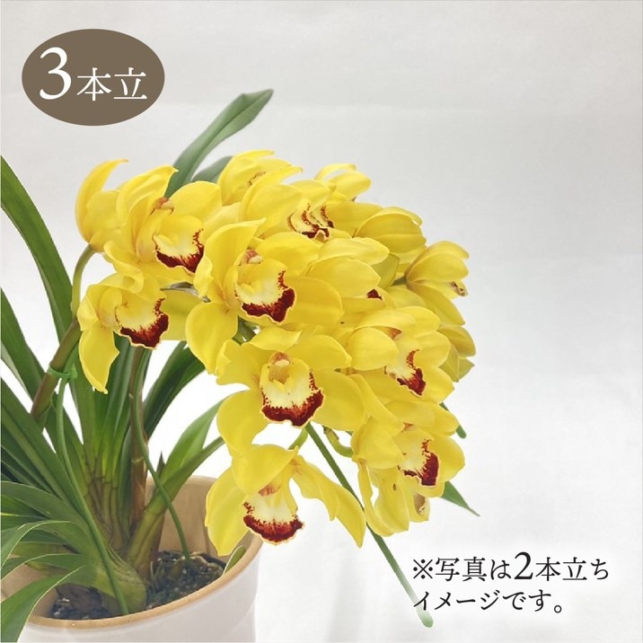 新春大特価シンビジューム 月と太陽 アーチ5本立ち おすすめ！お買い得です テーブルシンビジューム 黄色系 3本立アーチ 5号 ※お届けに10日程度