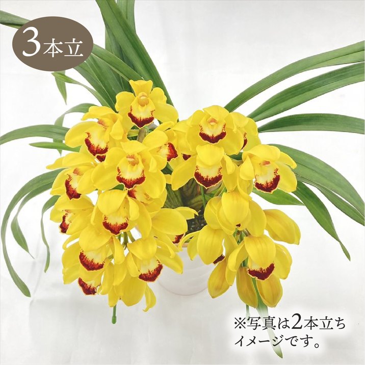 テーブルシンビジューム 黄色系 3本立アーチ 5号 ※お届けに10日程度