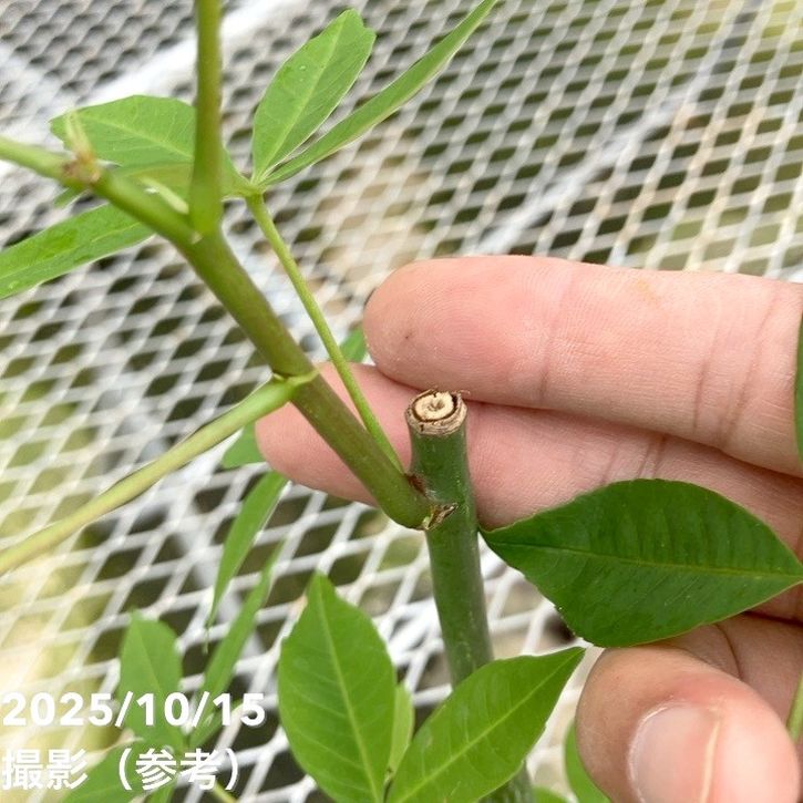 トックリキワタ 4号｜花木10-TU | 花木・庭木,[記念樹・シンボルツリー