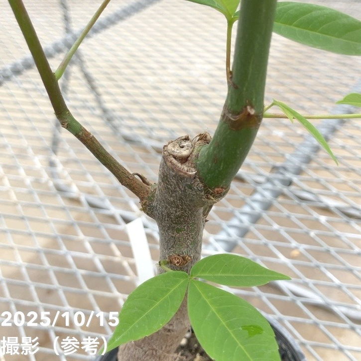 トックリキワタ 4号｜花木10-TU | 花木・庭木,[記念樹・シンボルツリー