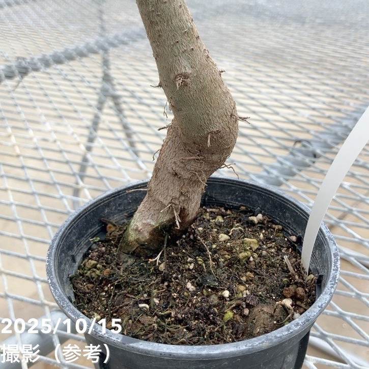 トックリキワタ 4号｜花木10-TU | 花木・庭木,[記念樹・シンボルツリー