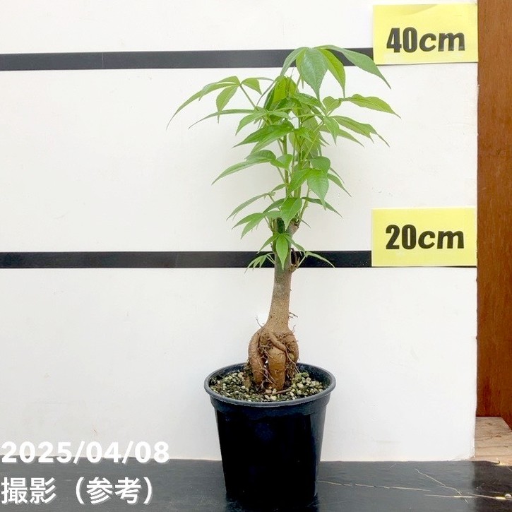 トックリキワタ 4号｜花木10-TU | 花木・庭木,[記念樹・シンボルツリー