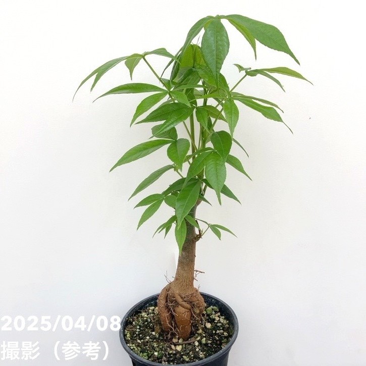 トックリキワタ 4号｜花木10-TU | 花木・庭木,[記念樹・シンボルツリー