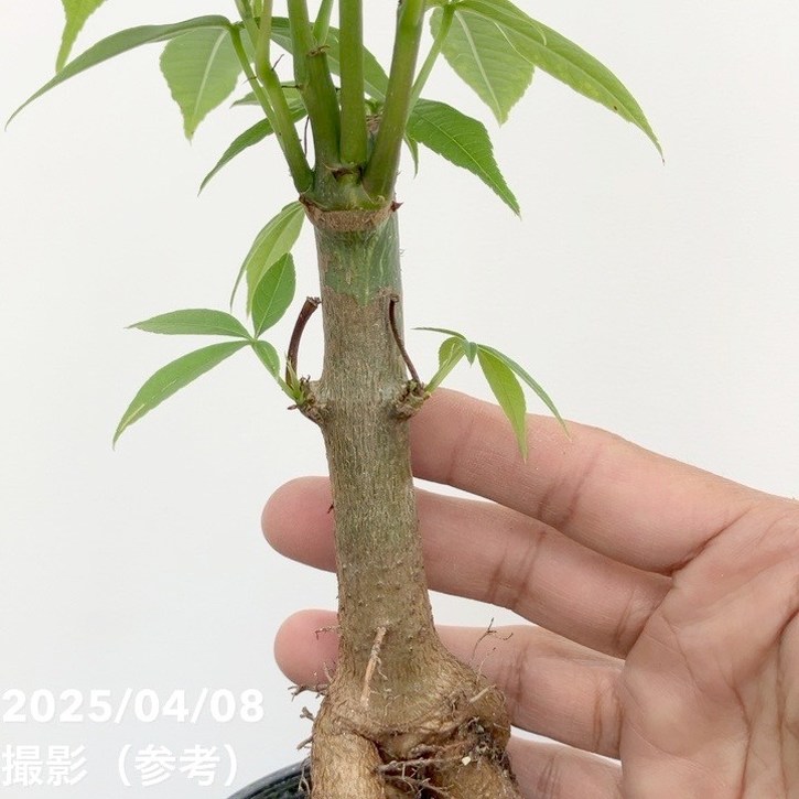 トックリキワタ 4号｜花木10-TU | 花木・庭木,[記念樹・シンボルツリー