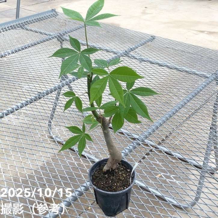 トックリキワタ トックリキワタ 4号｜花木10-TU | 花木・庭木,[記念樹・シンボルツリー