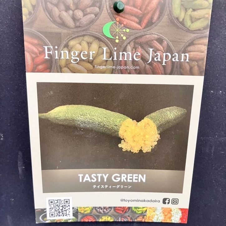 こるふぁーむ フィンガーライム 5号 テイスティーグリーン（代引き不可