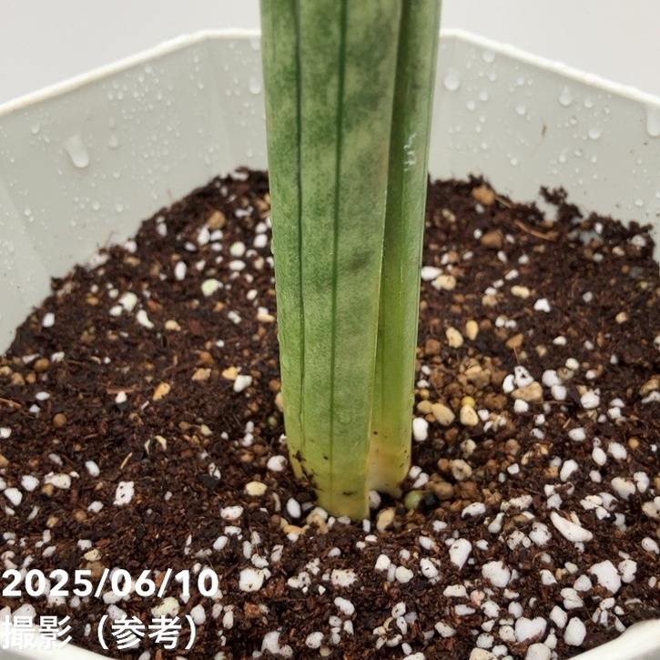 サンスベリア 6号 roxburghiana｜s200｜観葉02-D2 | 観葉・多肉