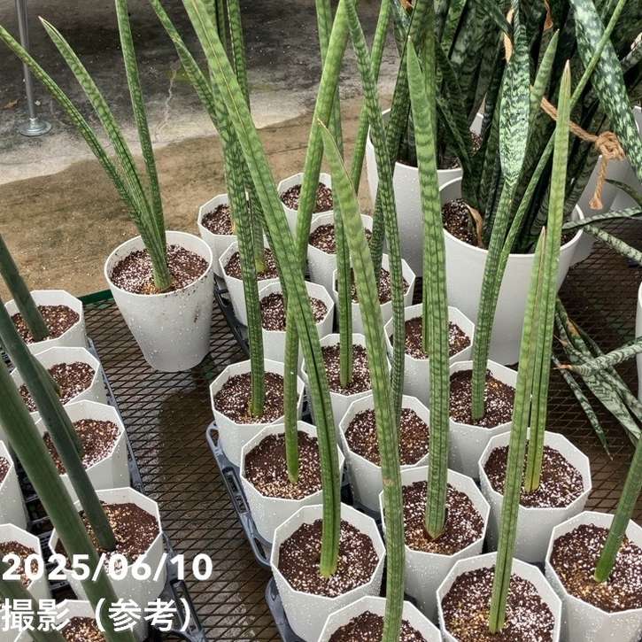 サンスベリア　オブリティアナ　6号 サンセベリア・オブリティアナ - Collection : コレクション - NEO