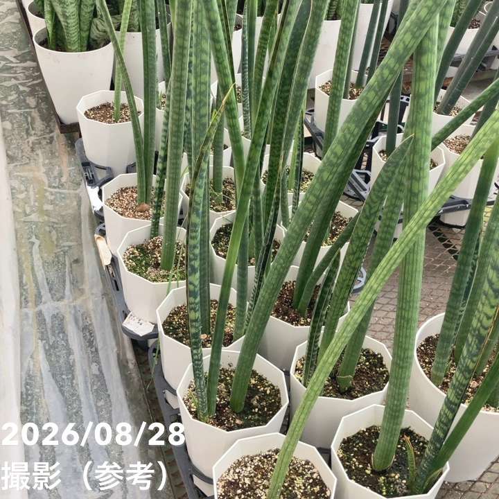 サンスベリア 6号 roxburghiana｜s200｜観葉02-D2 | 観葉・多肉