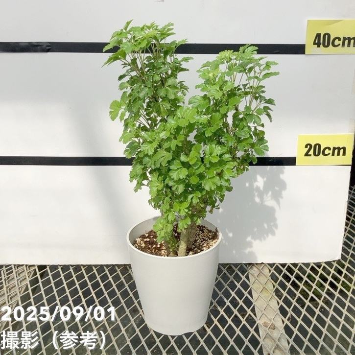 ポリシャス バタフライ 5号｜観葉01-D1 | 観葉・多肉 | 赤塚植物園