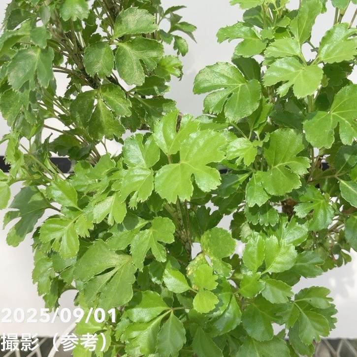 ポリシャス バタフライ 5号｜観葉01-D1 | 観葉・多肉 | 赤塚植物園