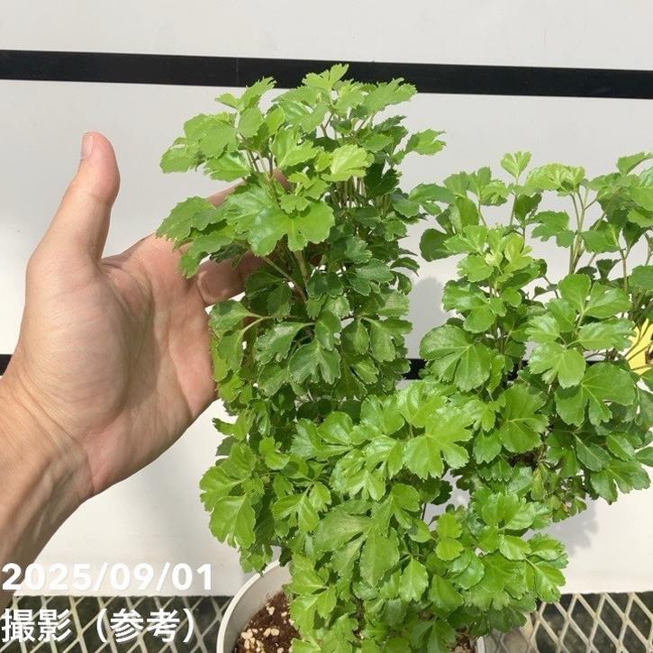 ポリシャス バタフライ 5号｜観葉01-D1 | 観葉・多肉 | 赤塚植物園