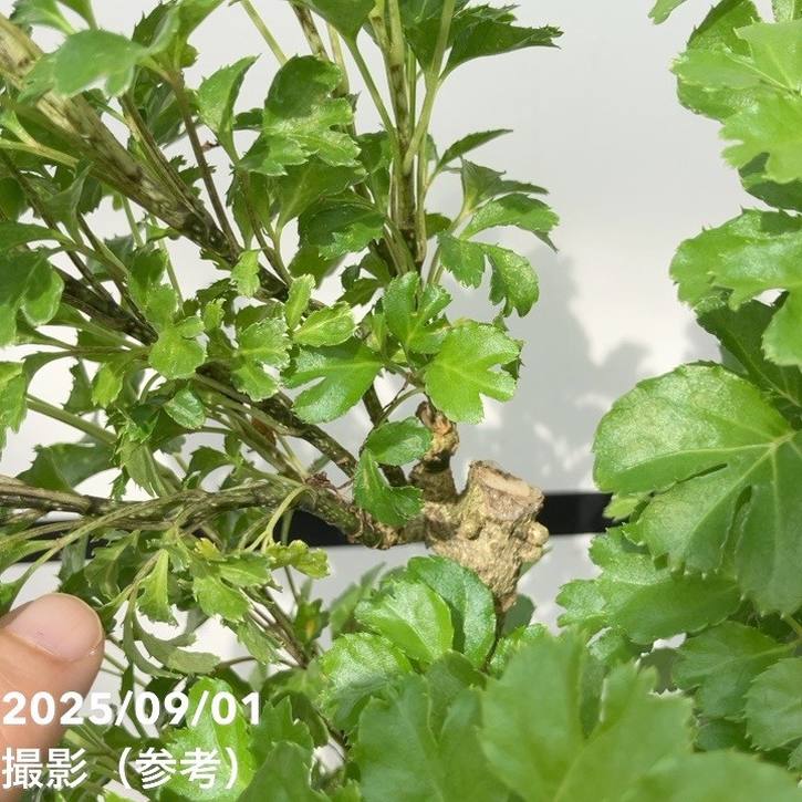 ポリシャス バタフライ 5号｜観葉01-D1 | 観葉・多肉 | 赤塚植物園