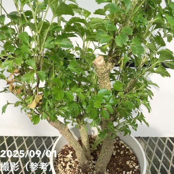 ポリシャス バタフライ 5号｜観葉01-D1 | 観葉・多肉 | 赤塚植物園