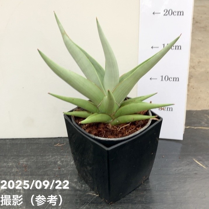 期間限定10％OFF！】サンスベリア 4号角鉢 チャニン Chanin 10.5cm