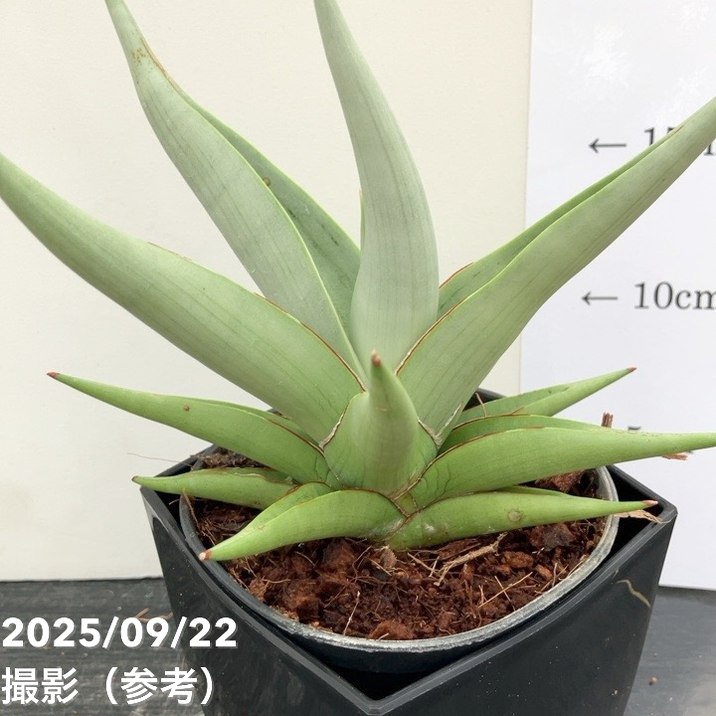 期間限定10％OFF！】サンスベリア 4号角鉢 チャニン Chanin 10.5cm