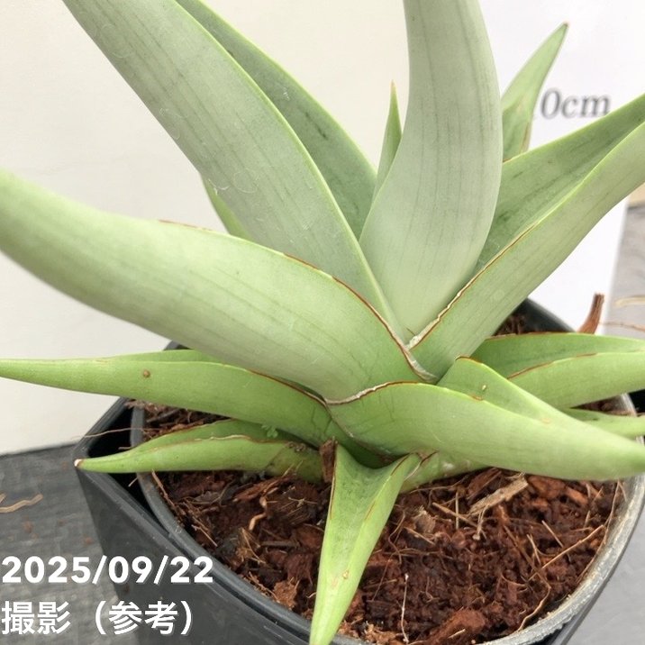 期間限定10％OFF！】サンスベリア 4号角鉢 チャニン Chanin 10.5cm