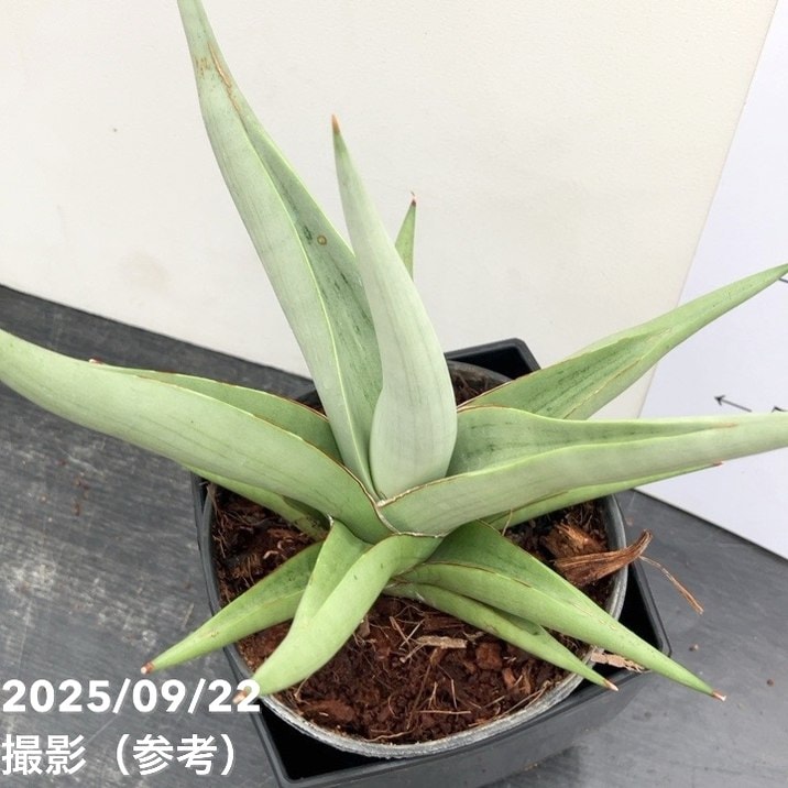 期間限定10％OFF！】サンスベリア 4号角鉢 チャニン Chanin 10.5cm