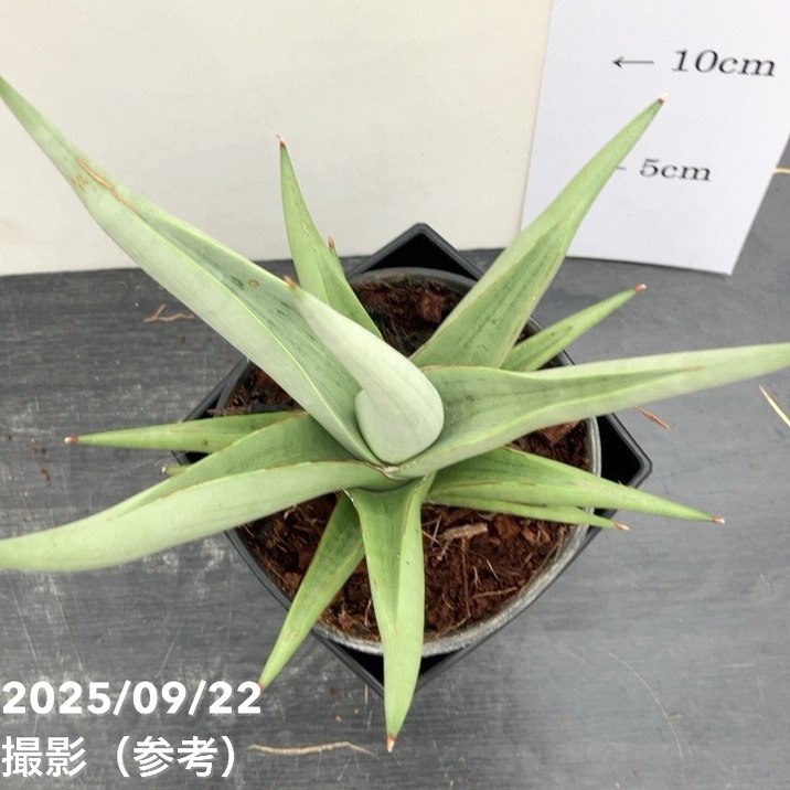 期間限定10％OFF！】サンスベリア 4号角鉢 チャニン Chanin 10.5cm