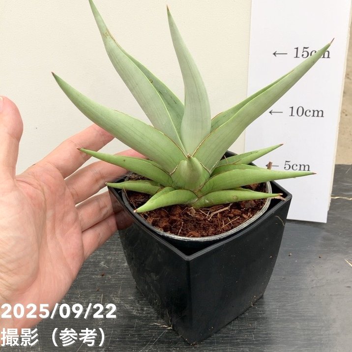 期間限定10％OFF！】サンスベリア 4号角鉢 チャニン Chanin 10.5cm