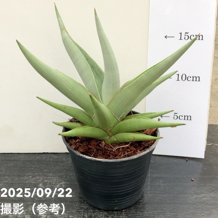 期間限定10％OFF！】サンスベリア 4号角鉢 チャニン Chanin 10.5cm