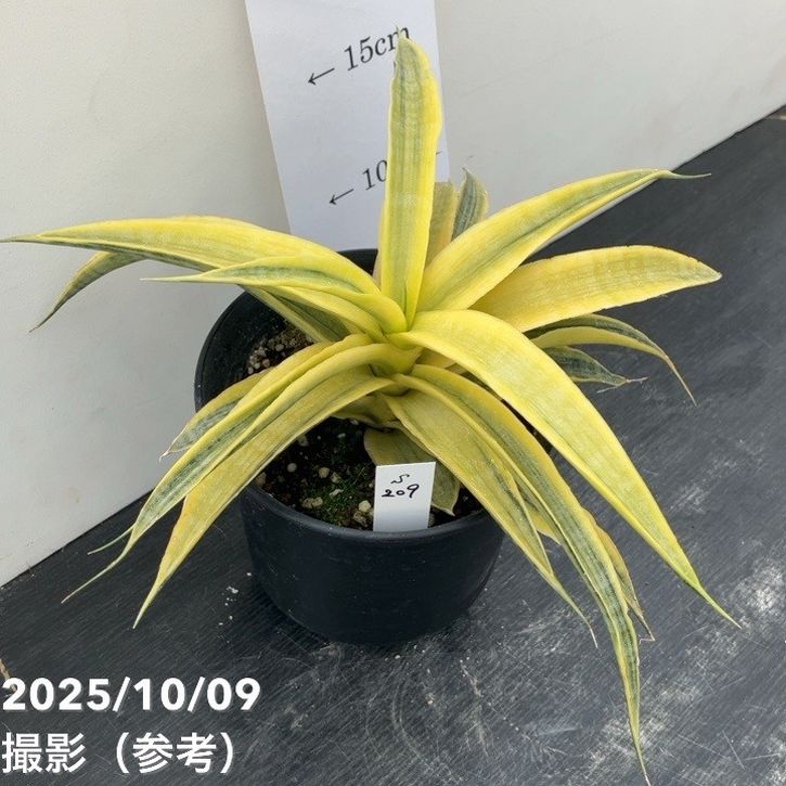 【現品お届け】サンスベリア 4号 サイアムゴールド(S209)|観葉02-D2