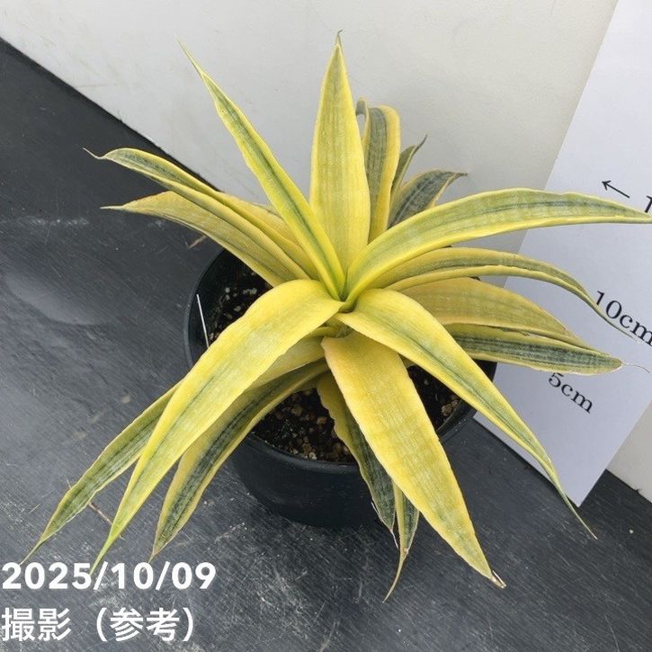 【現品お届け】サンスベリア 4号 サイアムゴールド(S209)|観葉02-D2