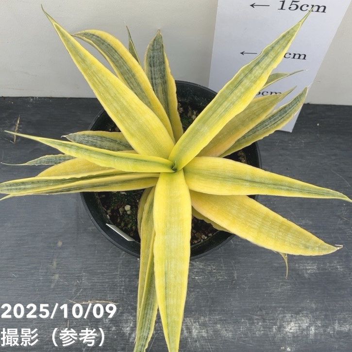 【現品お届け】サンスベリア 4号 サイアムゴールド(S209)|観葉02-D2