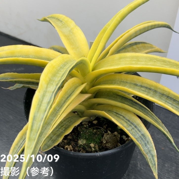 【現品お届け】サンスベリア 4号 サイアムゴールド(S209)|観葉02-D2