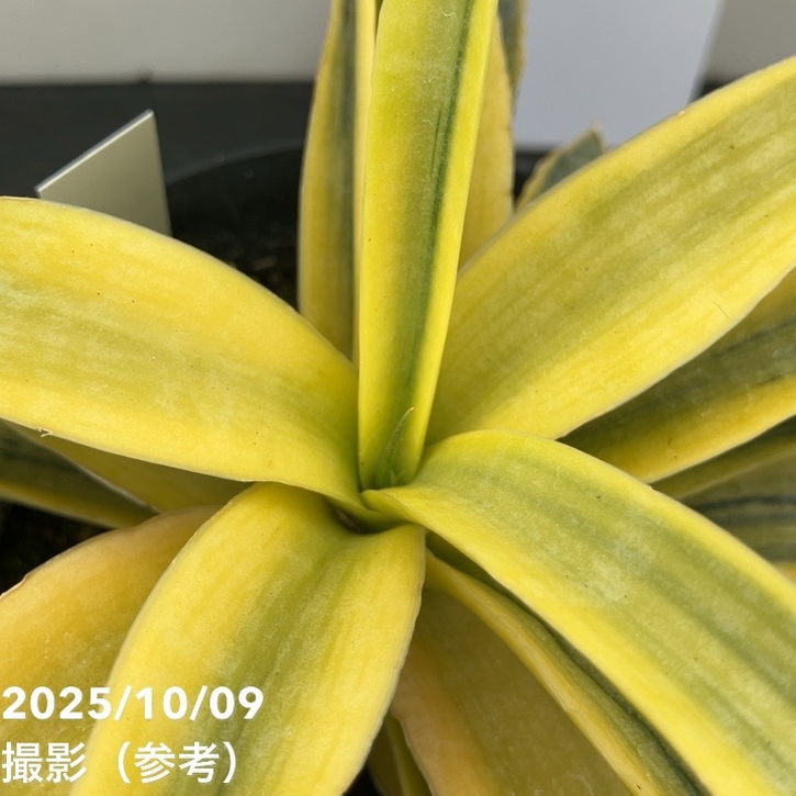 【現品お届け】サンスベリア 4号 サイアムゴールド(S209)|観葉02-D2