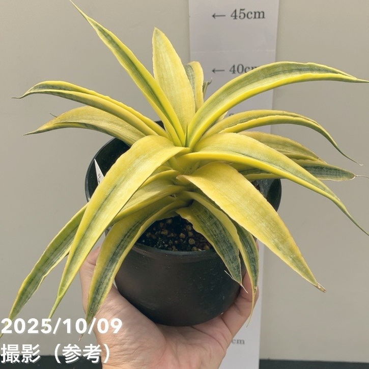 【現品お届け】サンスベリア 4号 サイアムゴールド(S209)|観葉02-D2