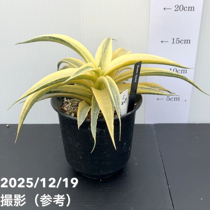 【新品】ソウルオブシベリア　#2 No.4204 ペンダント インペリアルコレクション ウォッカ タンザナイト クリスタル - LADOGA