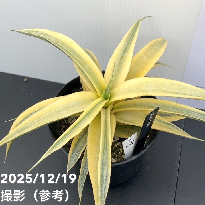 現品お届け】サンスベリア 4号 サイアムゴールド（S209）｜観葉02-D2