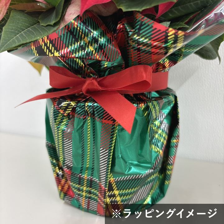 ポインセチア 2色植え 3.5号 クリスマス仕様｜鉢花10-TU