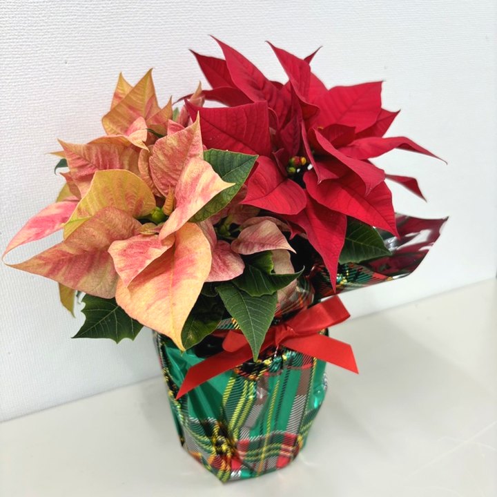 ポインセチア 2色植え 3.5号 クリスマス仕様｜鉢花10-TU | 観葉・多肉