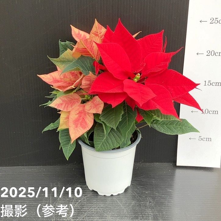 ポインセチア 2色植え 3.5号 クリスマス仕様｜鉢花10-TU | 観葉・多肉