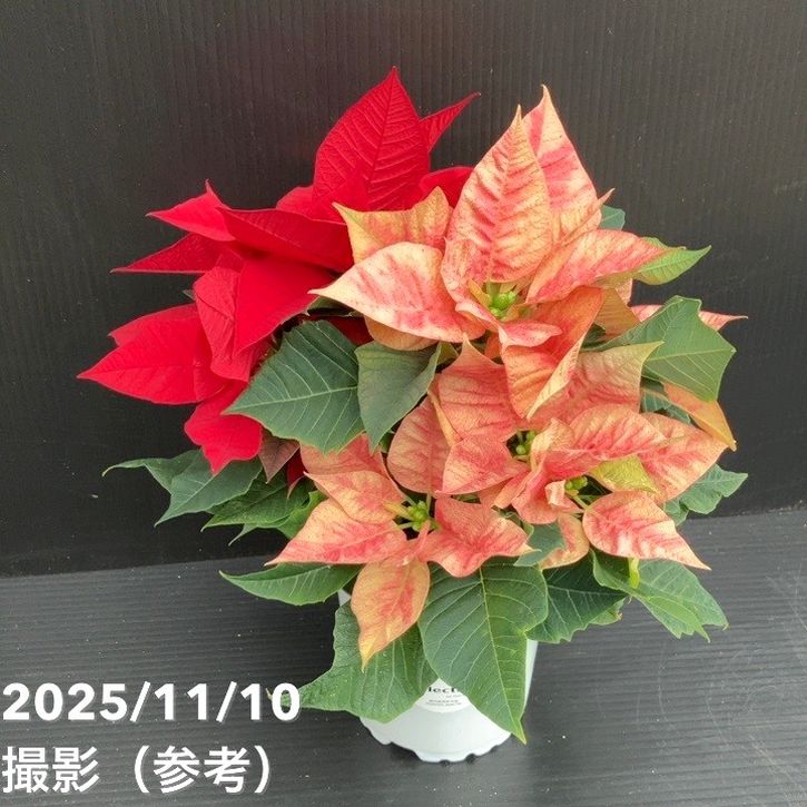  クリスマスポインセチア 食器セット12月15日まで クリスマスツリー柄食器セット ホリー 松 パイン 食器16点セット