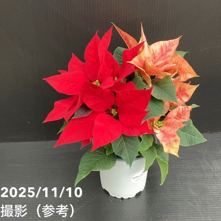 ポインセチア 2色植え 3.5号 クリスマス仕様｜鉢花10-TU | 観葉・多肉