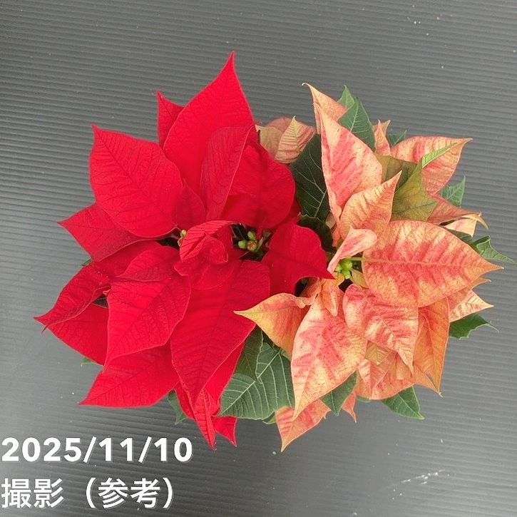 ポインセチア 2色植え 3.5号 クリスマス仕様｜鉢花10-TU | 観葉・多肉