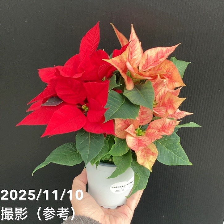 ポインセチア 2色植え 3.5号 クリスマス仕様｜鉢花10-TU | 観葉・多肉