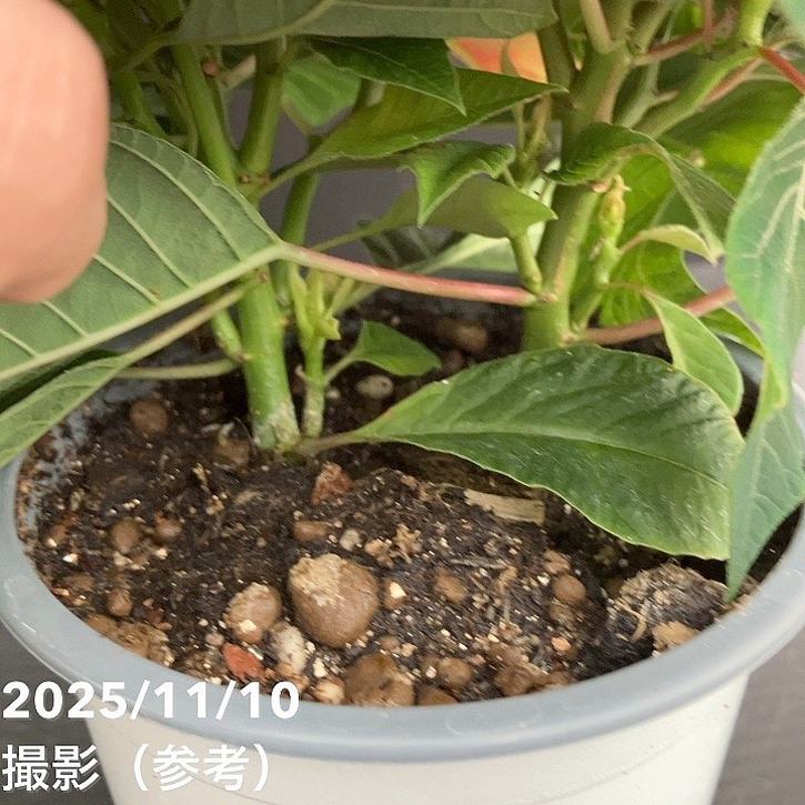 ポインセチア 2色植え 3.5号 クリスマス仕様｜鉢花10-TU