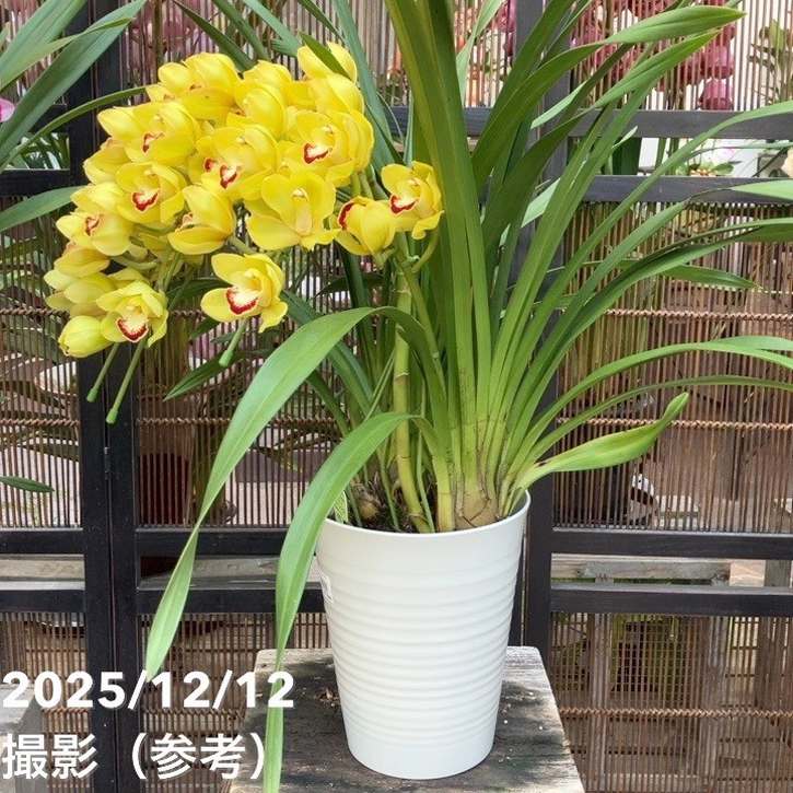 シンビジューム アーチ 7号プラ鉢 4本立 スプリングナイト ディープ