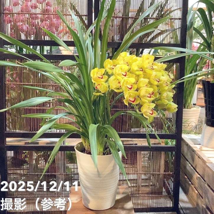 シンビジューム アーチ 7号プラ鉢 4本立 スプリングナイト ディープ