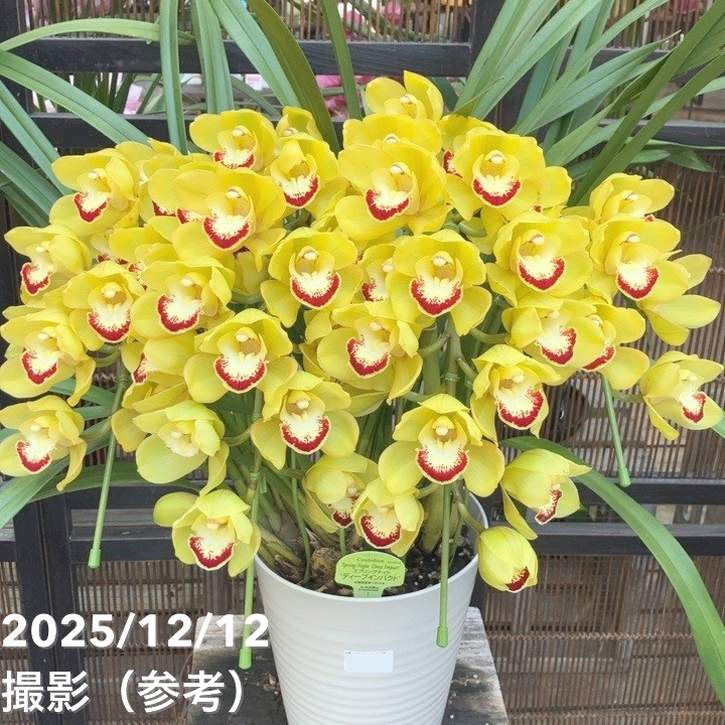 シンビジューム アーチ 7号陶器鉢 4本立 スプリングナイト ディープインパクト