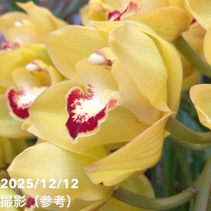 シンビジューム アーチ 7号プラ鉢 4本立 スプリングナイト ディープ