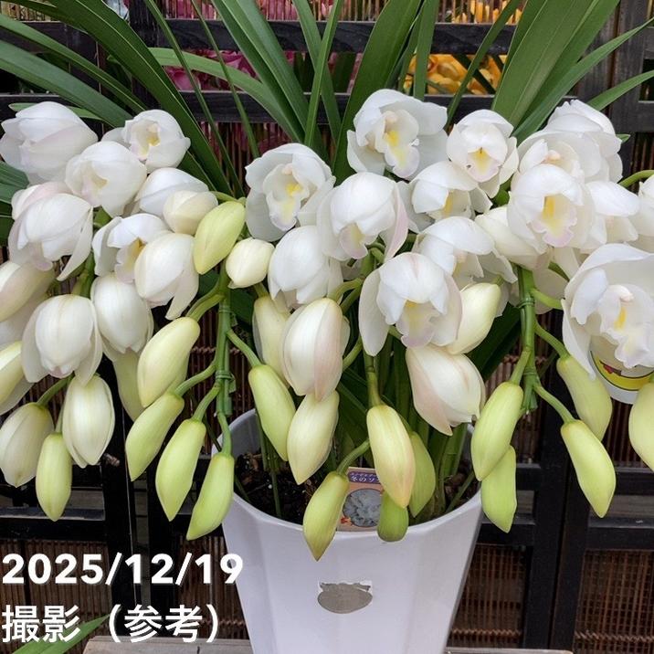 ☆シンビジューム☆ＣＹＭ　マッカナタイヨウ☆アーチ型☆7.5号鉢☆5F☆ シンビジューム アーチ 7号陶器鉢 4本立 グリーンカルテット｜s200｜洋