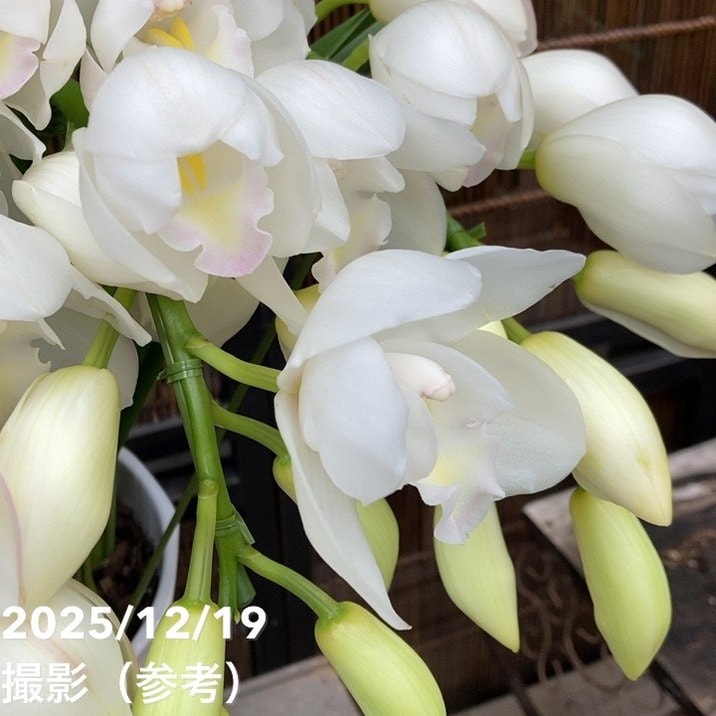 シンビジューム アーチ 8号陶器鉢 5本立 エンゼルナースユキ 冬の