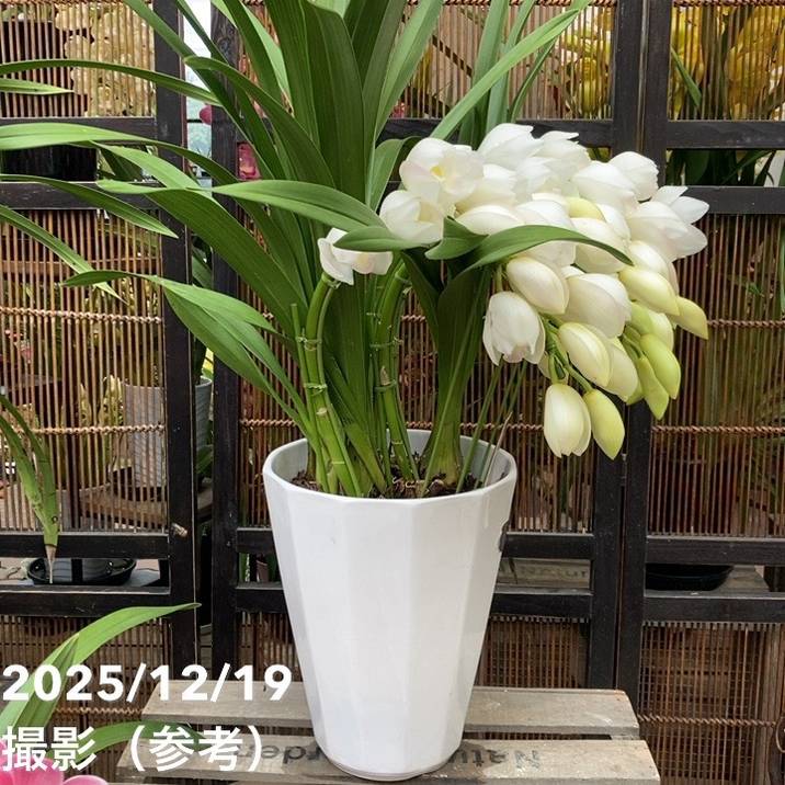 シンビジューム アーチ 8号陶器鉢 5本立 エンゼルナースユキ 冬の